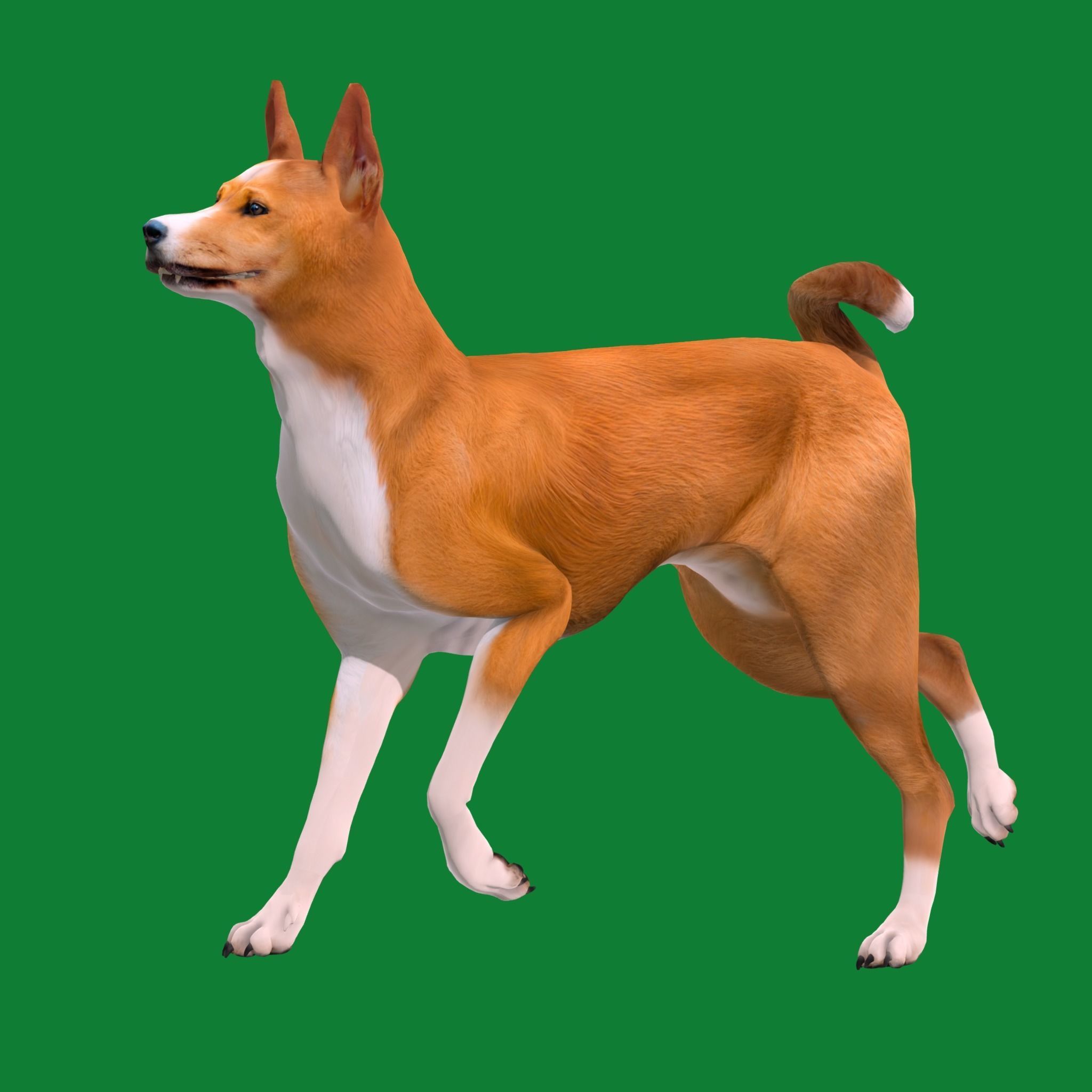 Basenji Dog 3D model_19