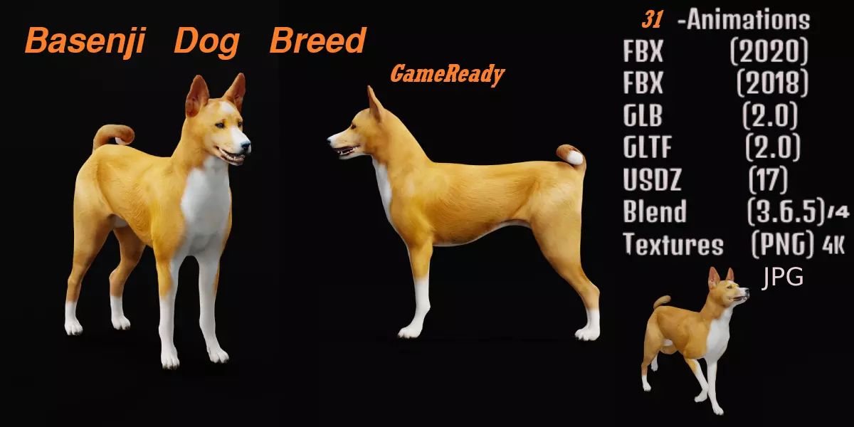 Basenji Dog 3D model_0