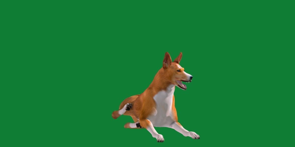 Basenji Dog 3D model_21
