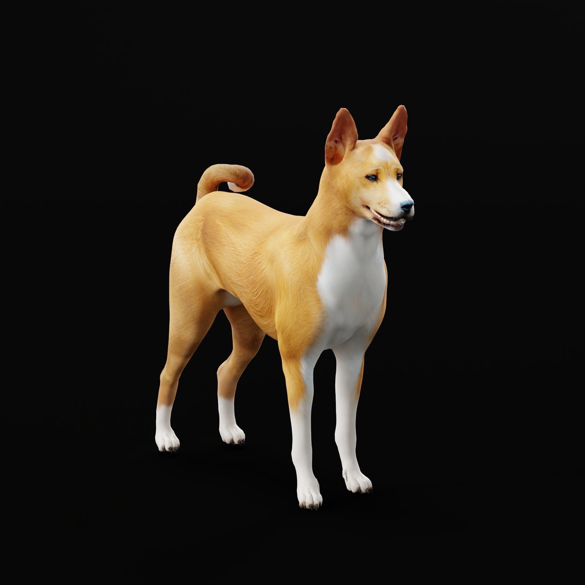 Basenji Dog 3D model_28