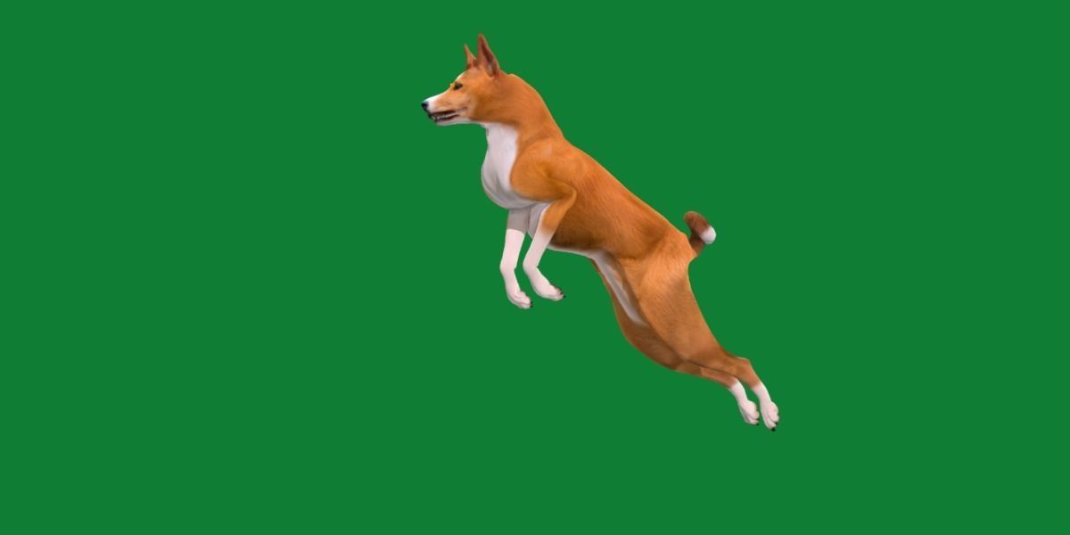 Basenji Dog 3D model_20