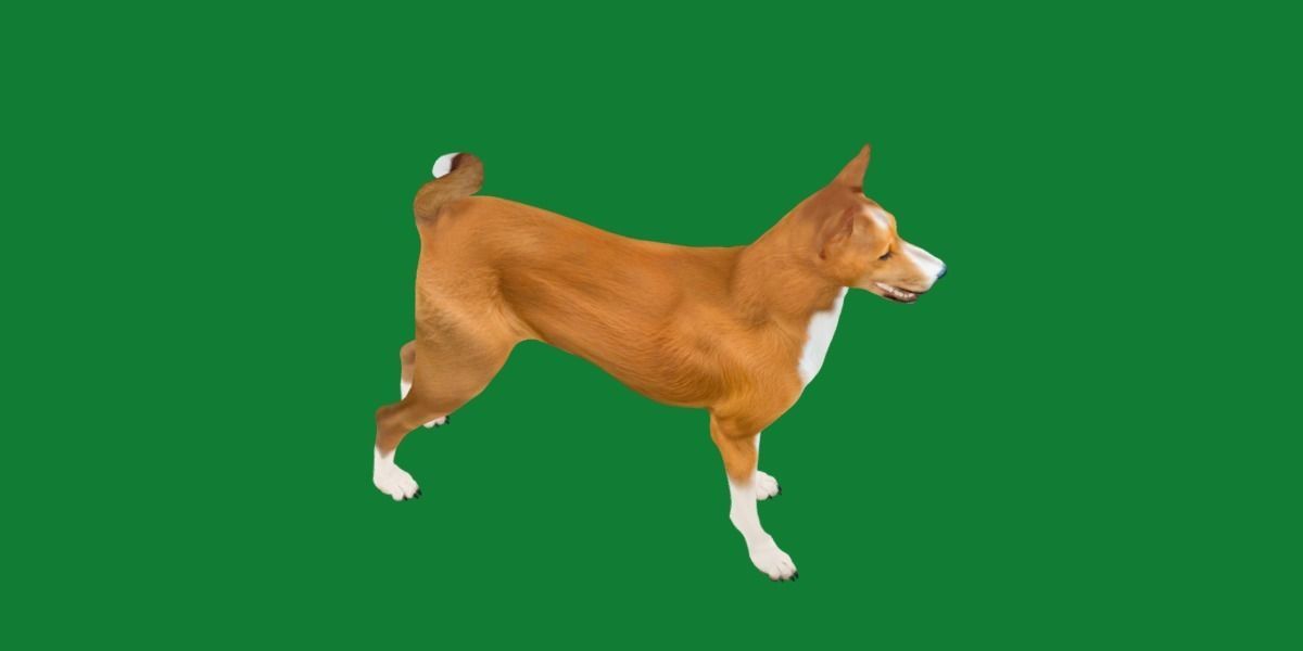 Basenji Dog 3D model_7
