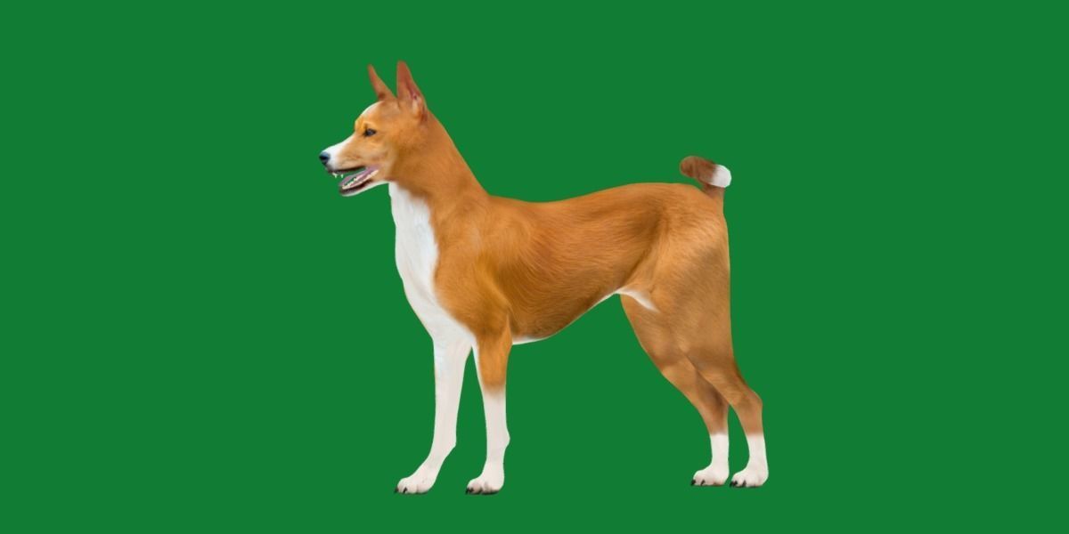 Basenji Dog 3D model_24