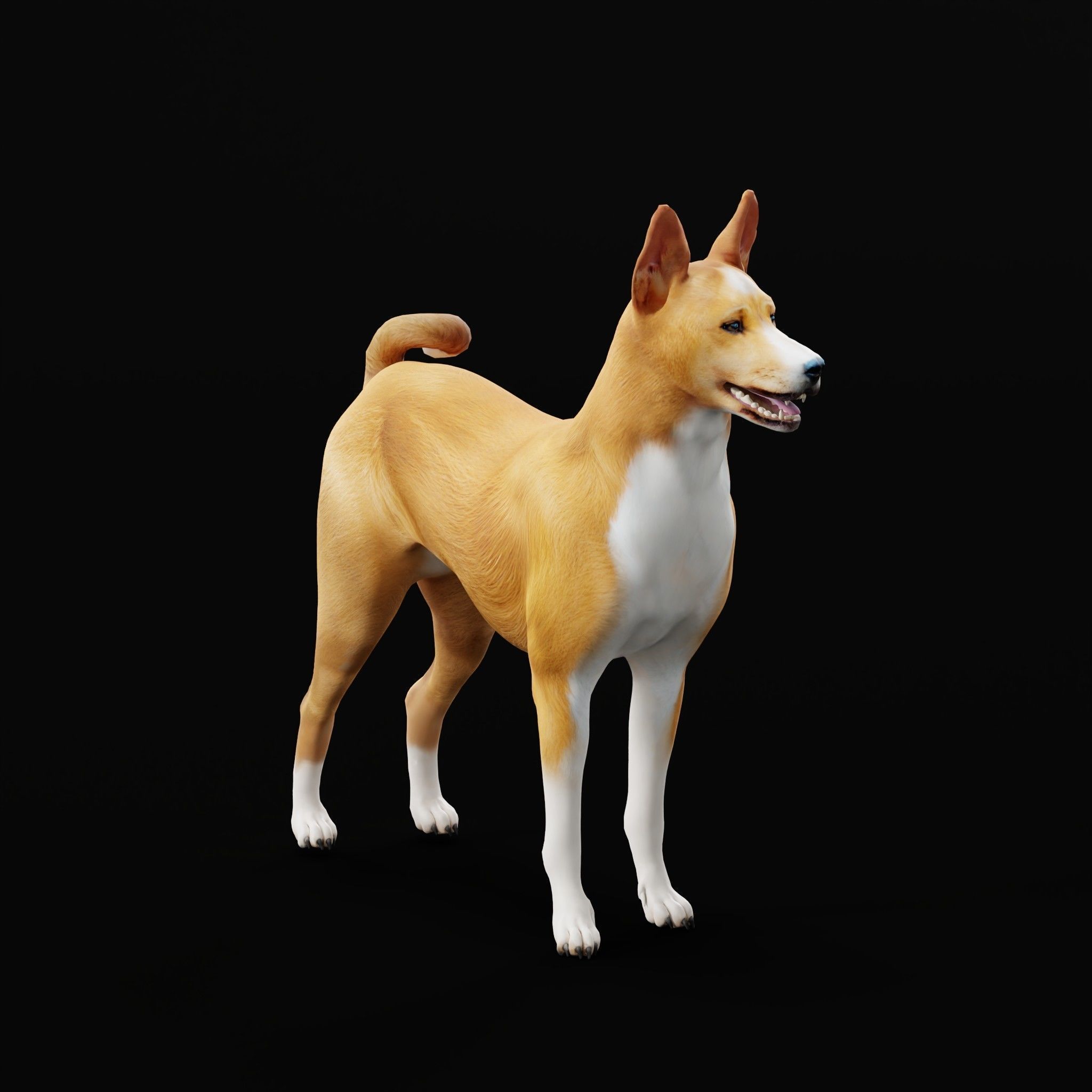 Basenji Dog 3D model_29