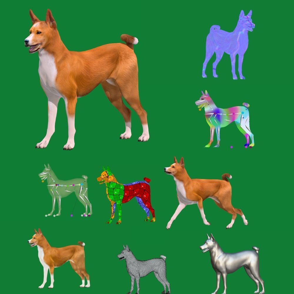 Basenji Dog 3D model_2