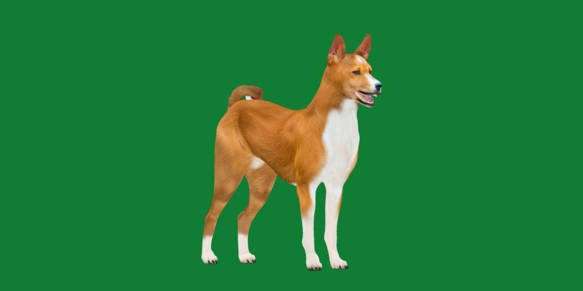 Basenji Dog 3D model_25