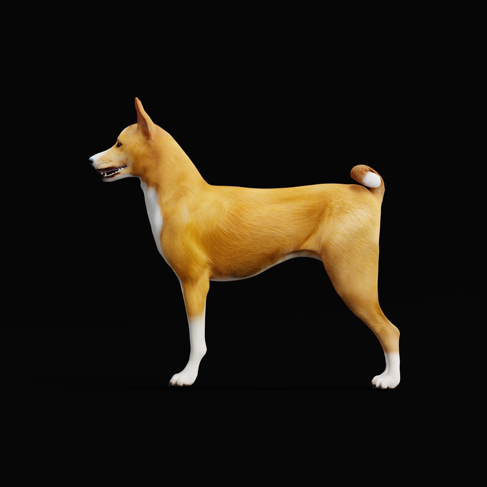 Basenji Dog 3D model_30