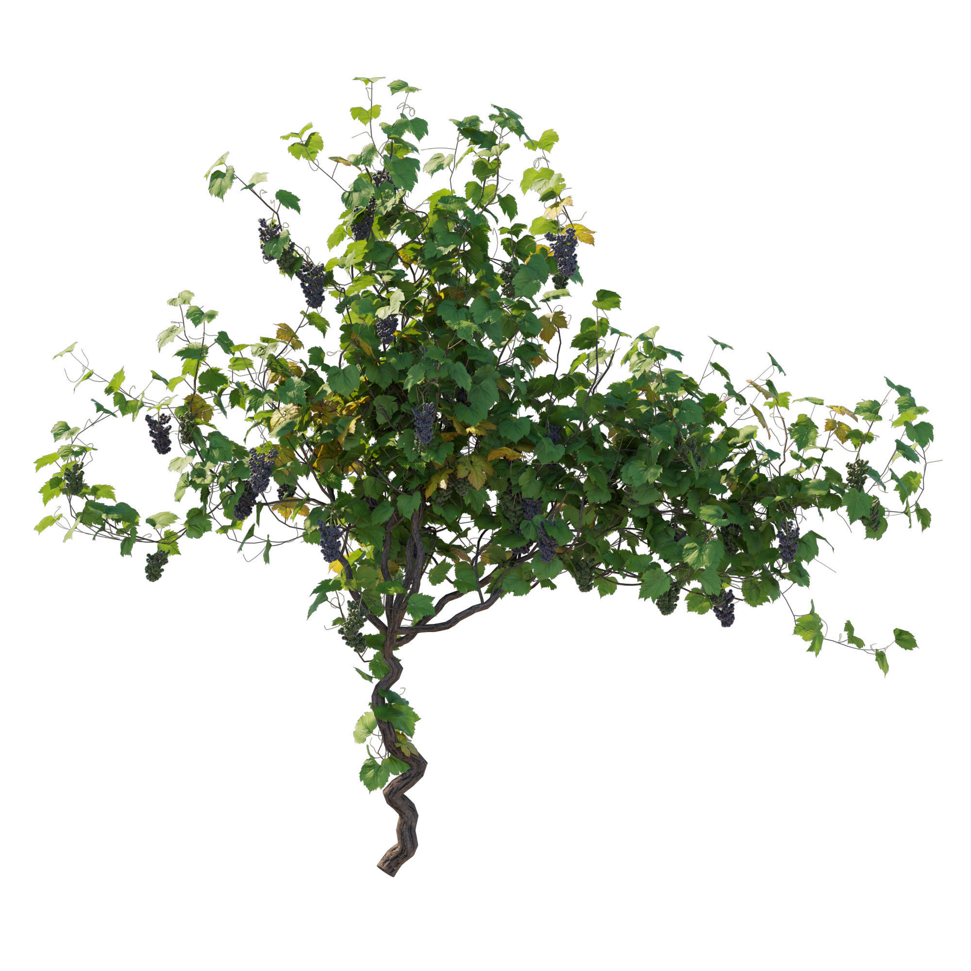 Vines Grapes 03 3D model_2