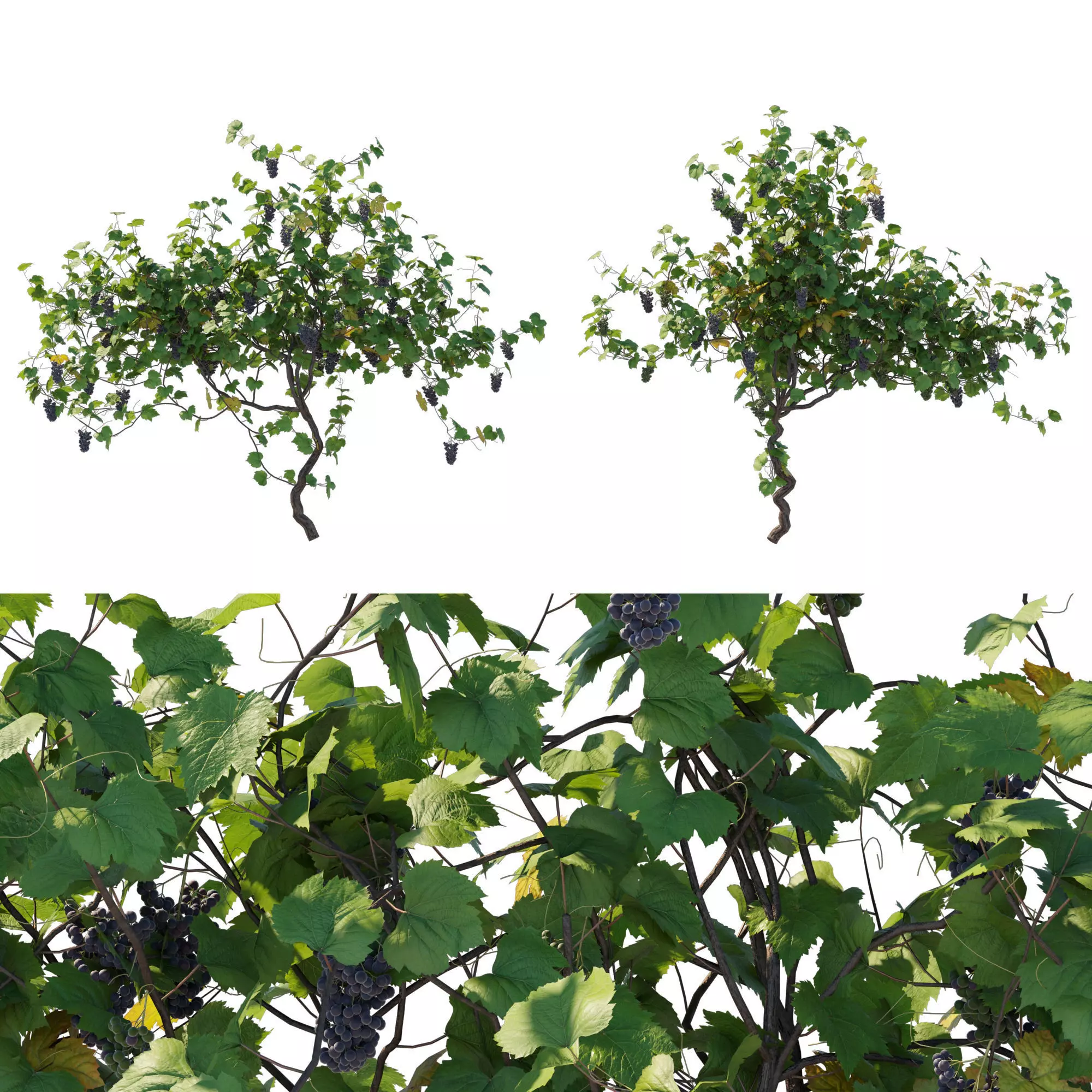 Vines Grapes 03 3D model_0