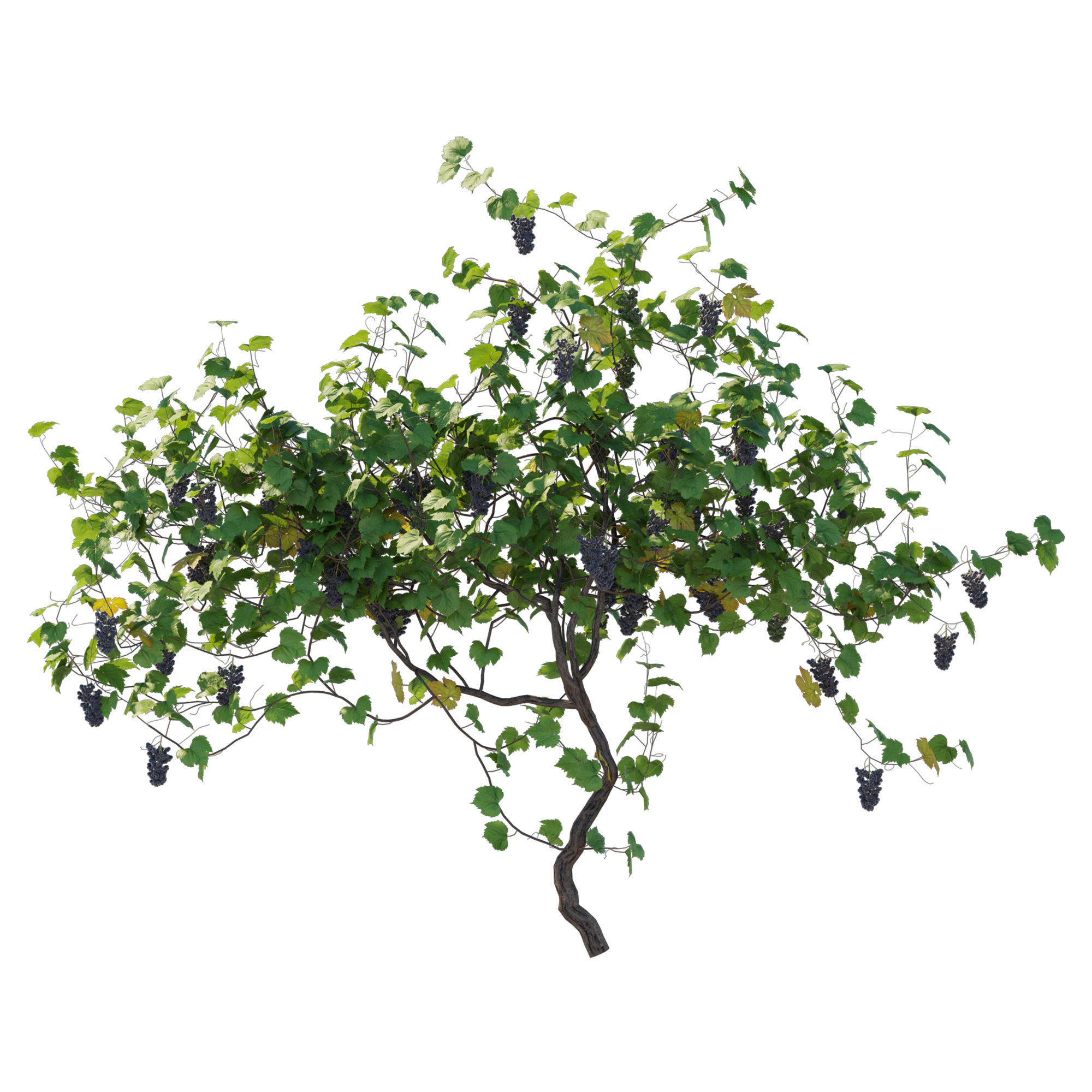 Vines Grapes 03 3D model_1