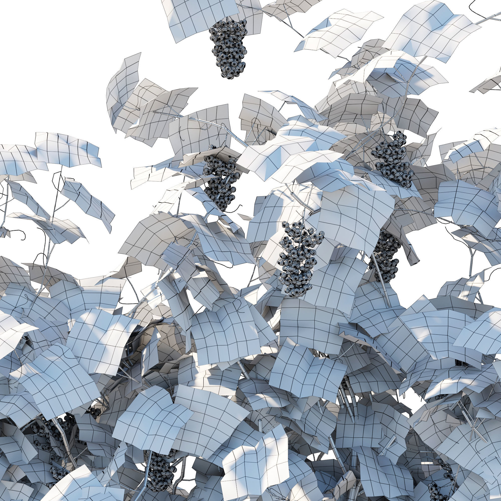 Vines Grapes 03 3D model_4