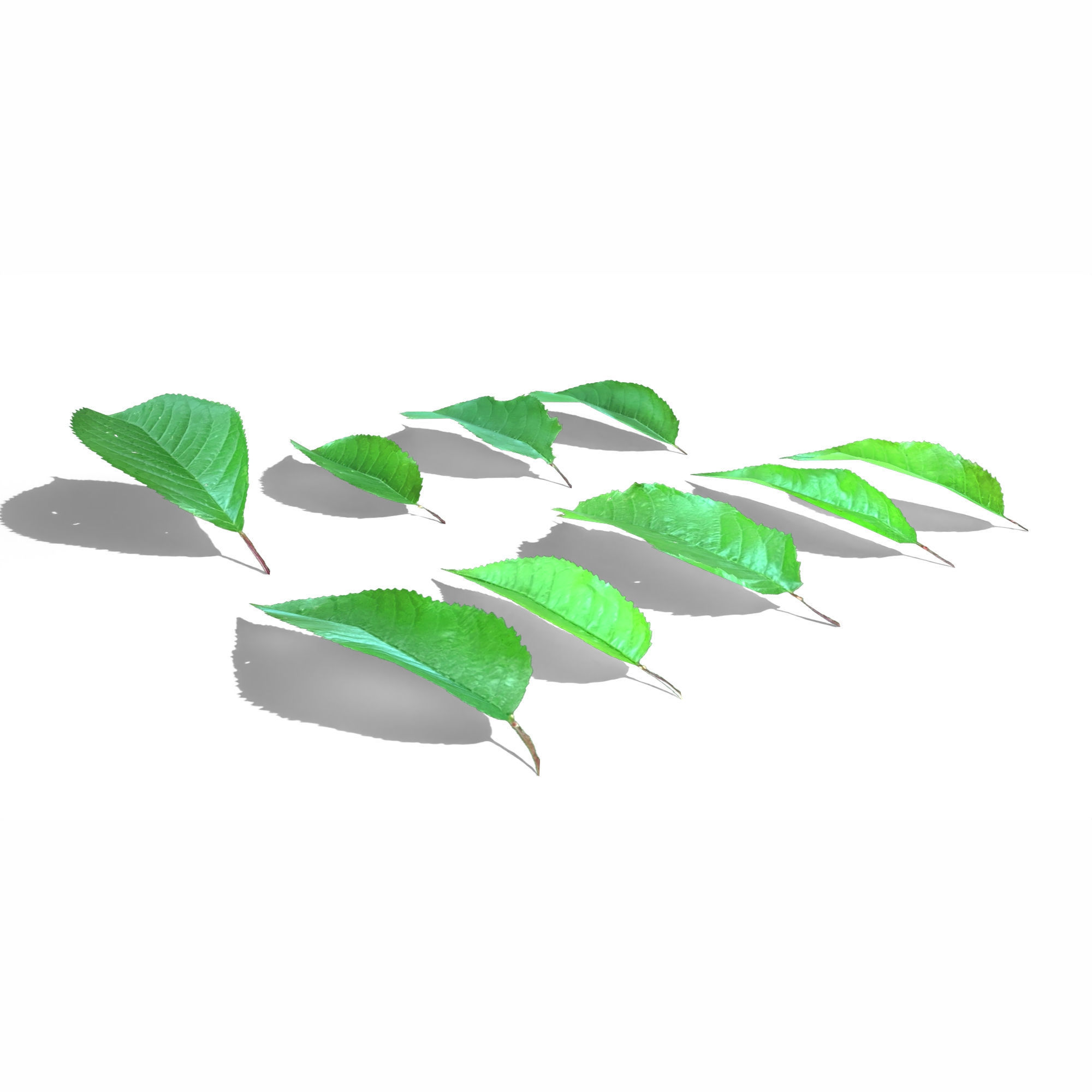 Cherry Leaves Low-poly 3D model_1