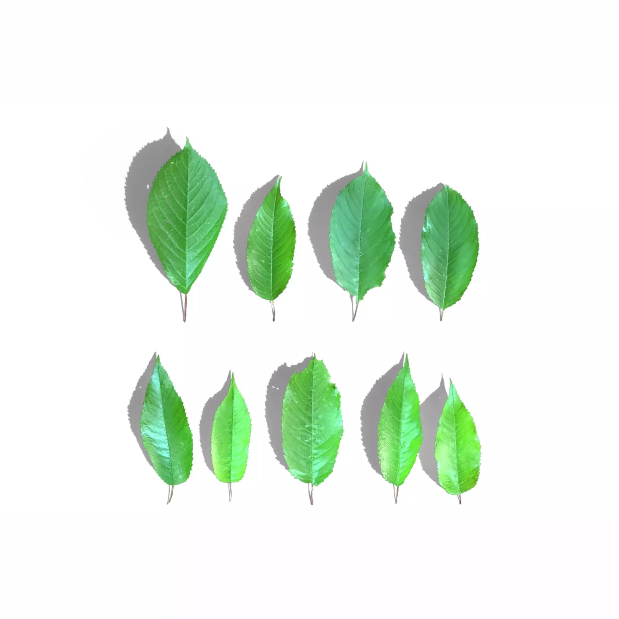 Cherry Leaves Low-poly 3D model_0