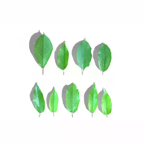 Cherry Leaves Low-poly 3D model