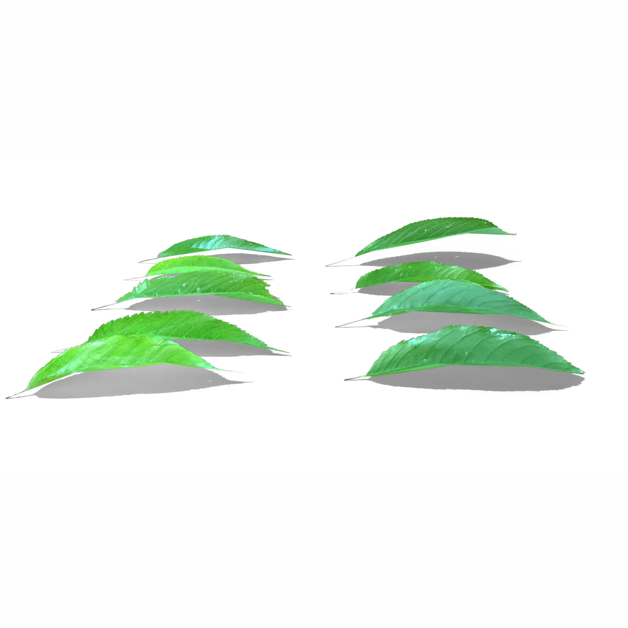 Cherry Leaves Low-poly 3D model_4