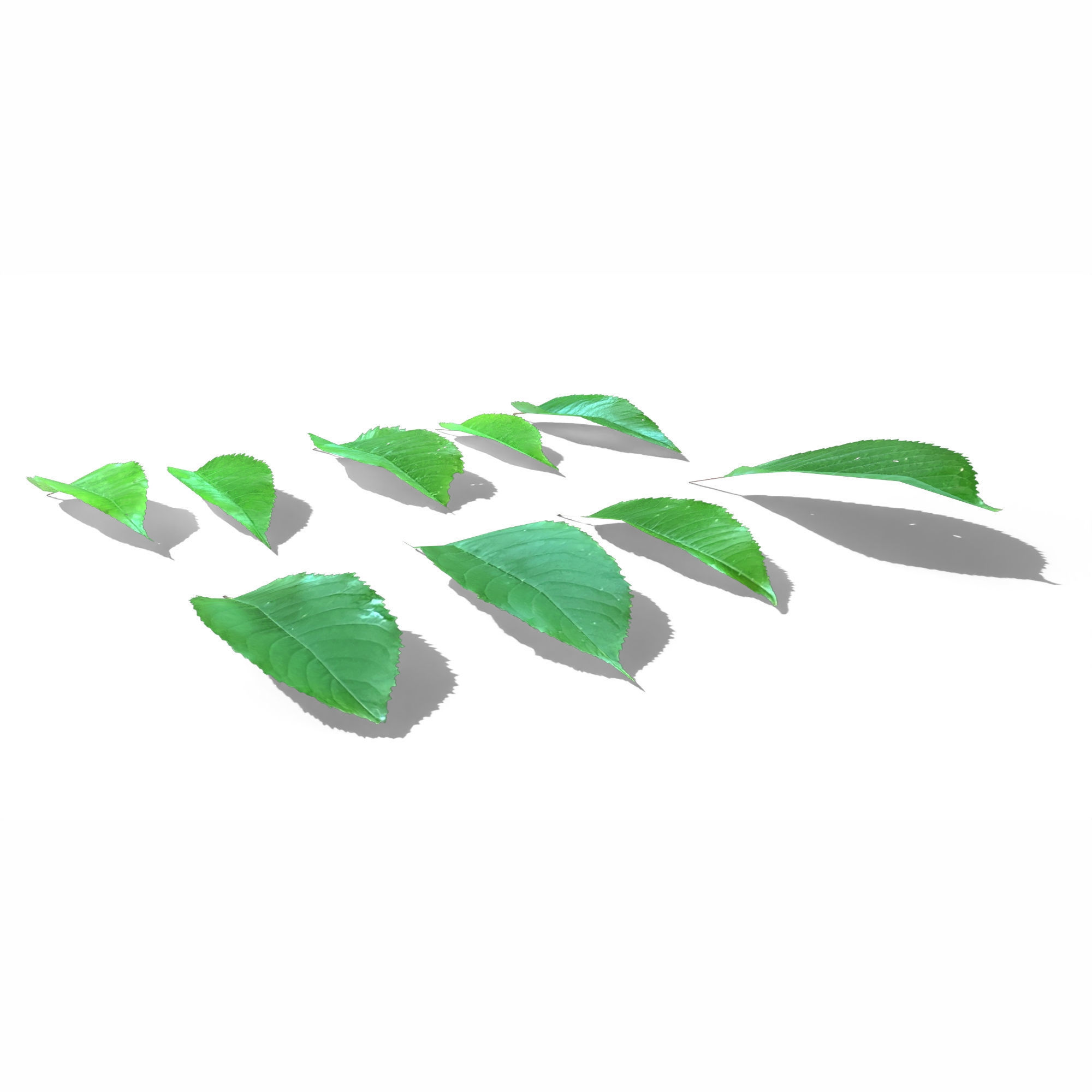 Cherry Leaves Low-poly 3D model_5