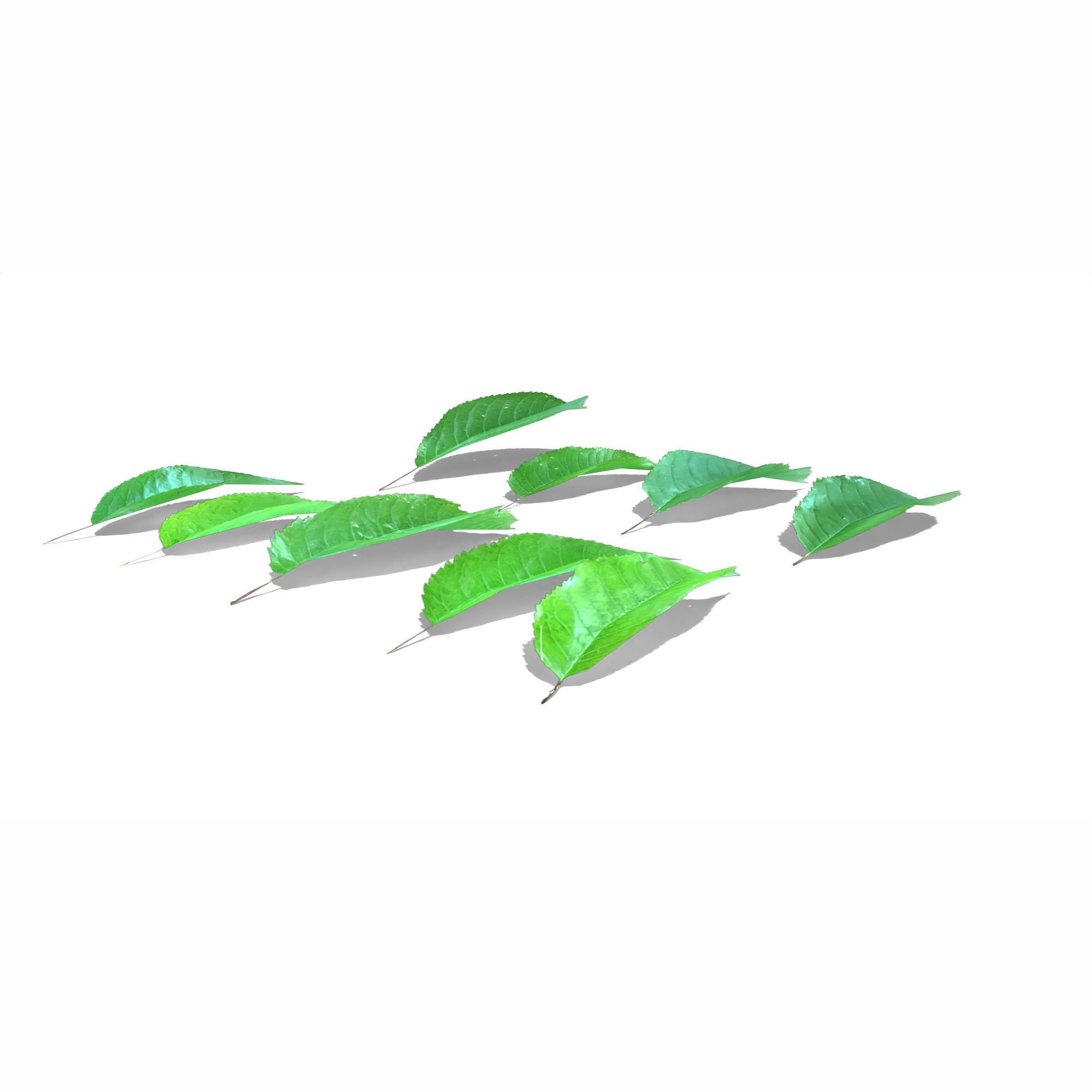 Cherry Leaves Low-poly 3D model_3