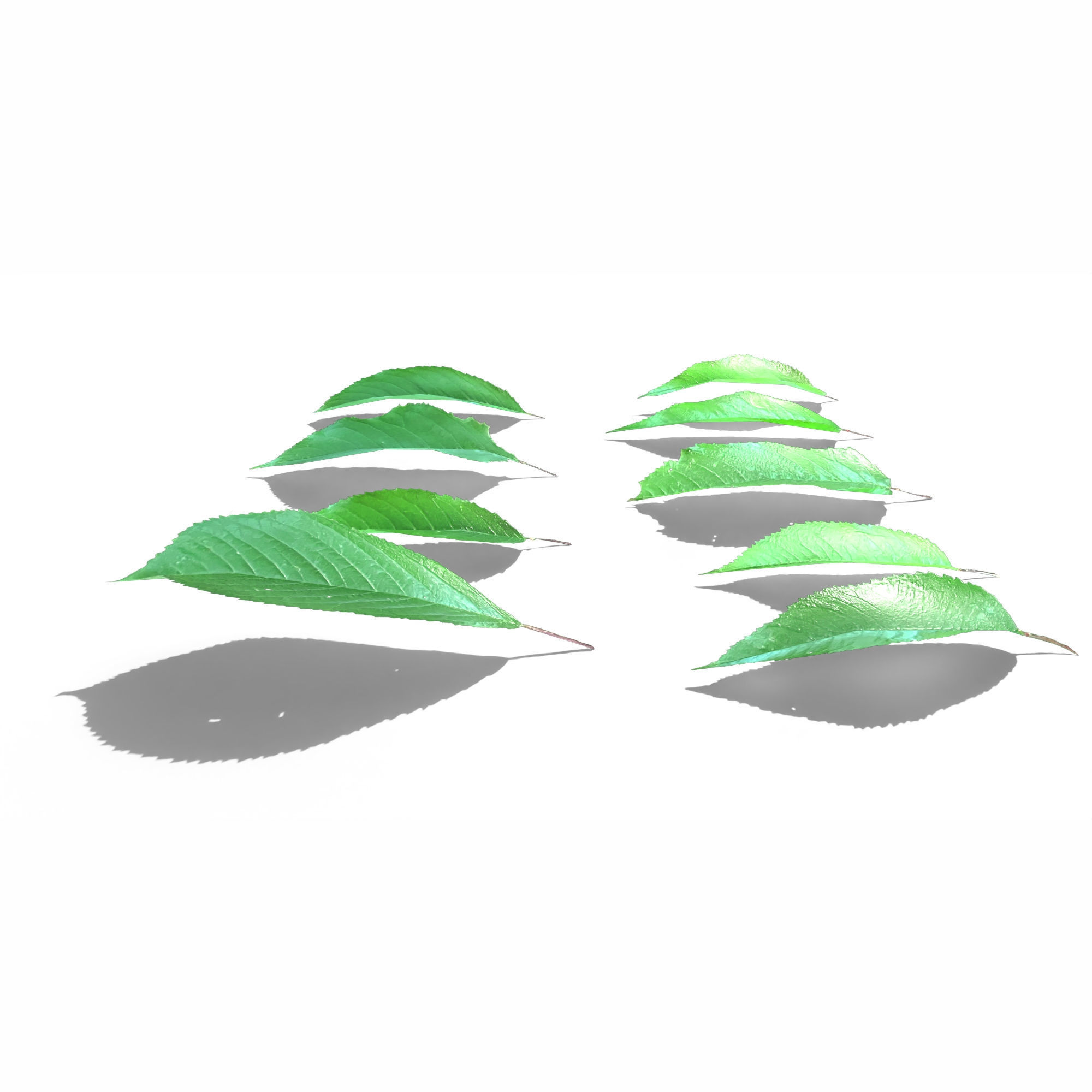 Cherry Leaves Low-poly 3D model_8