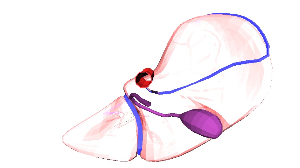 3D Model of Human Liver 3D model_7