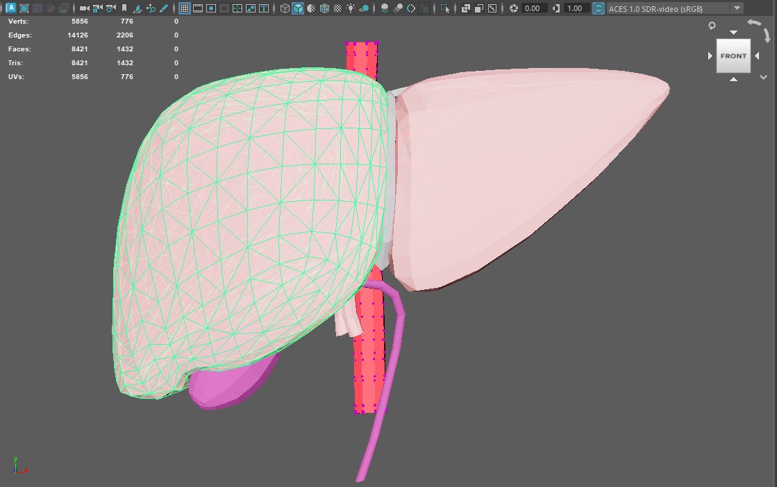 3D Model of Human Liver 3D model_13