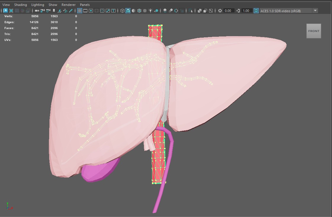 3D Model of Human Liver 3D model_8