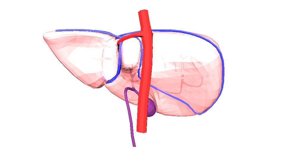 3D Model of Human Liver 3D model_4
