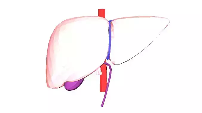 3D Model of Human Liver 3D model
