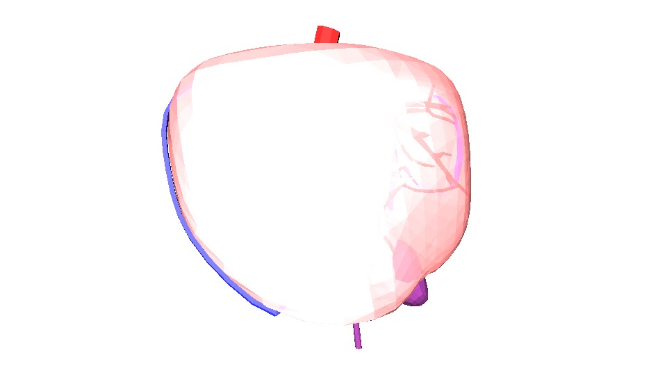 3D Model of Human Liver 3D model_3