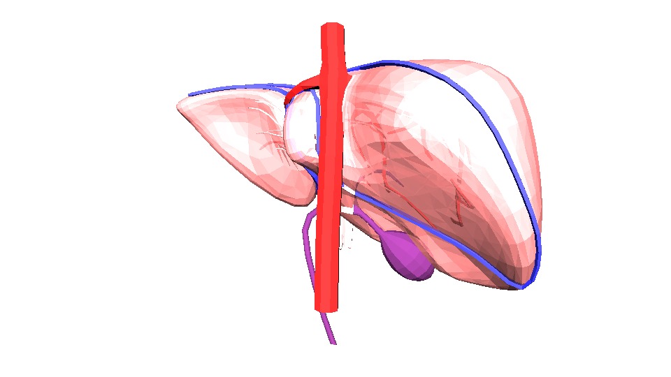 3D Model of Human Liver 3D model_2