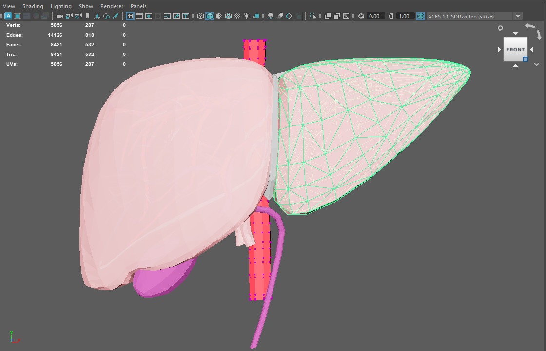 3D Model of Human Liver 3D model_9