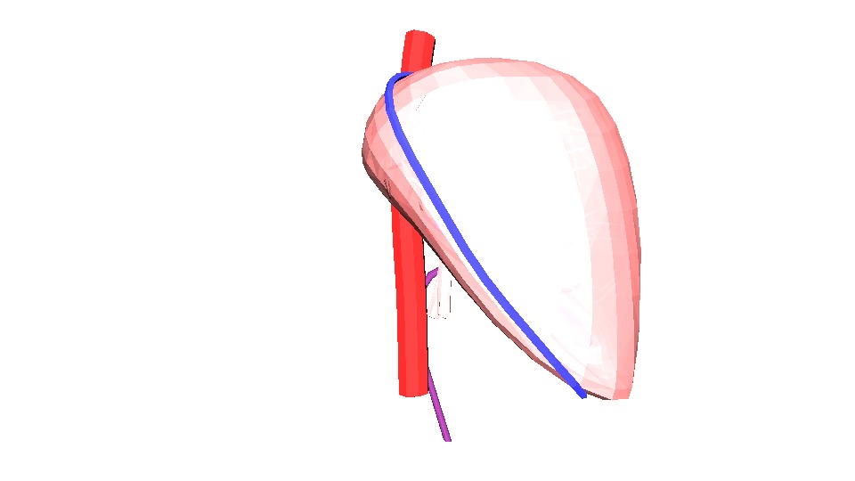 3D Model of Human Liver 3D model_5