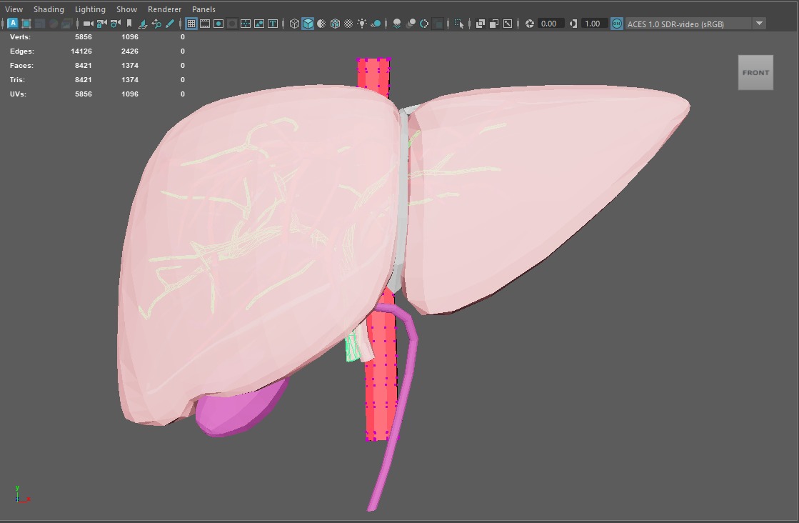 3D Model of Human Liver 3D model_11