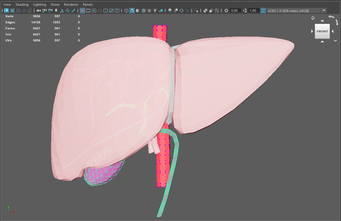 3D Model of Human Liver 3D model_10