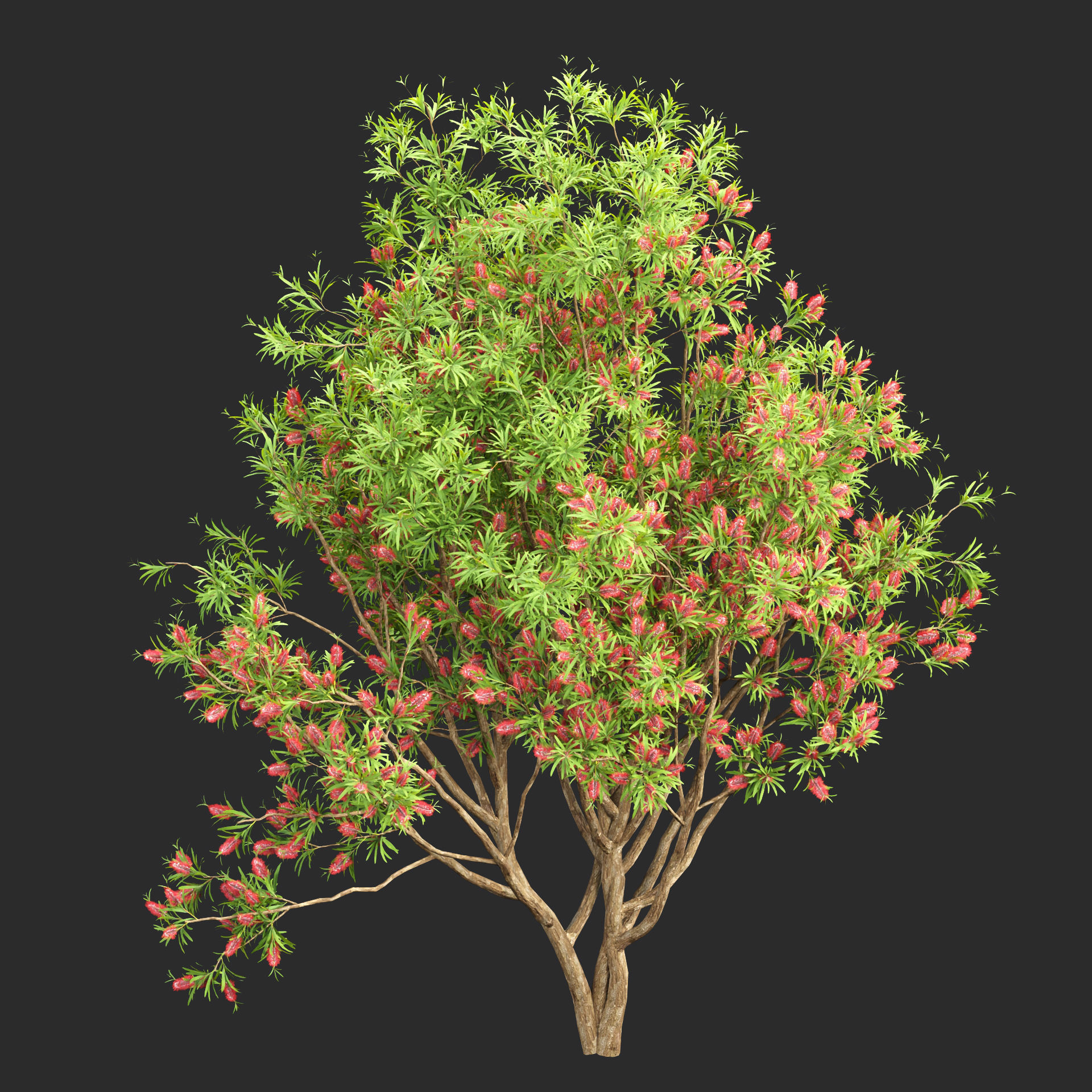 Bottlebrush bush collection vol 48-Blender 3D model_7