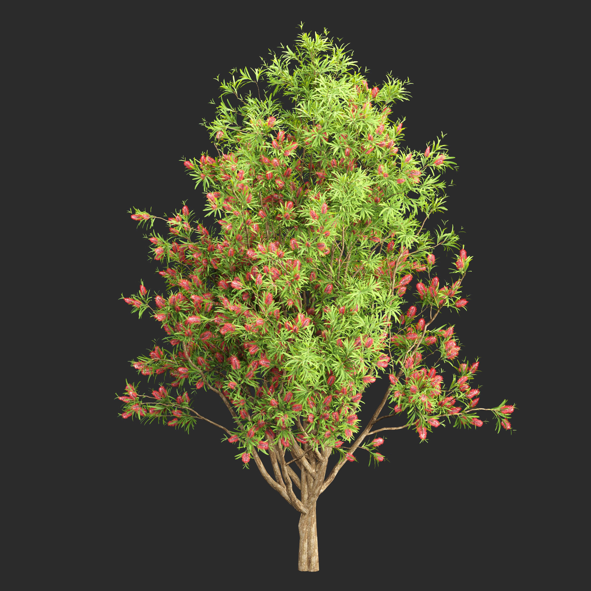 Bottlebrush bush collection vol 48-Blender 3D model_6