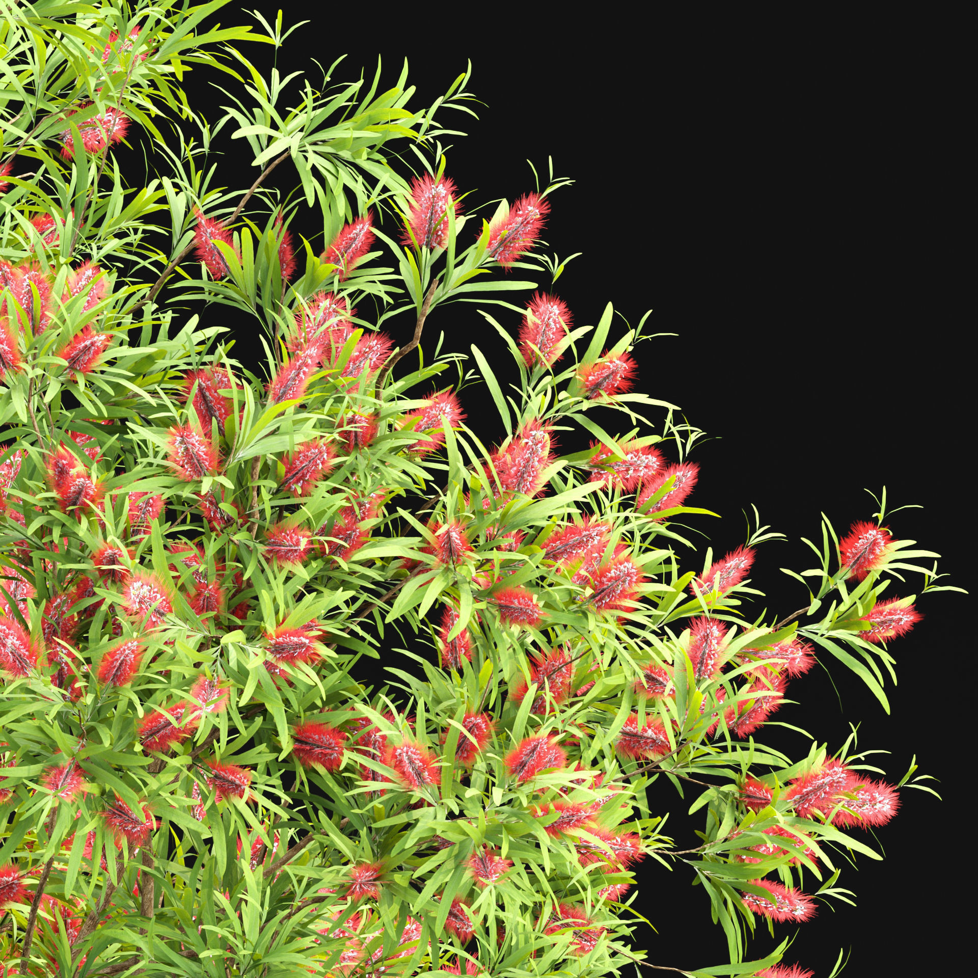 Bottlebrush bush collection vol 48-Blender 3D model_2
