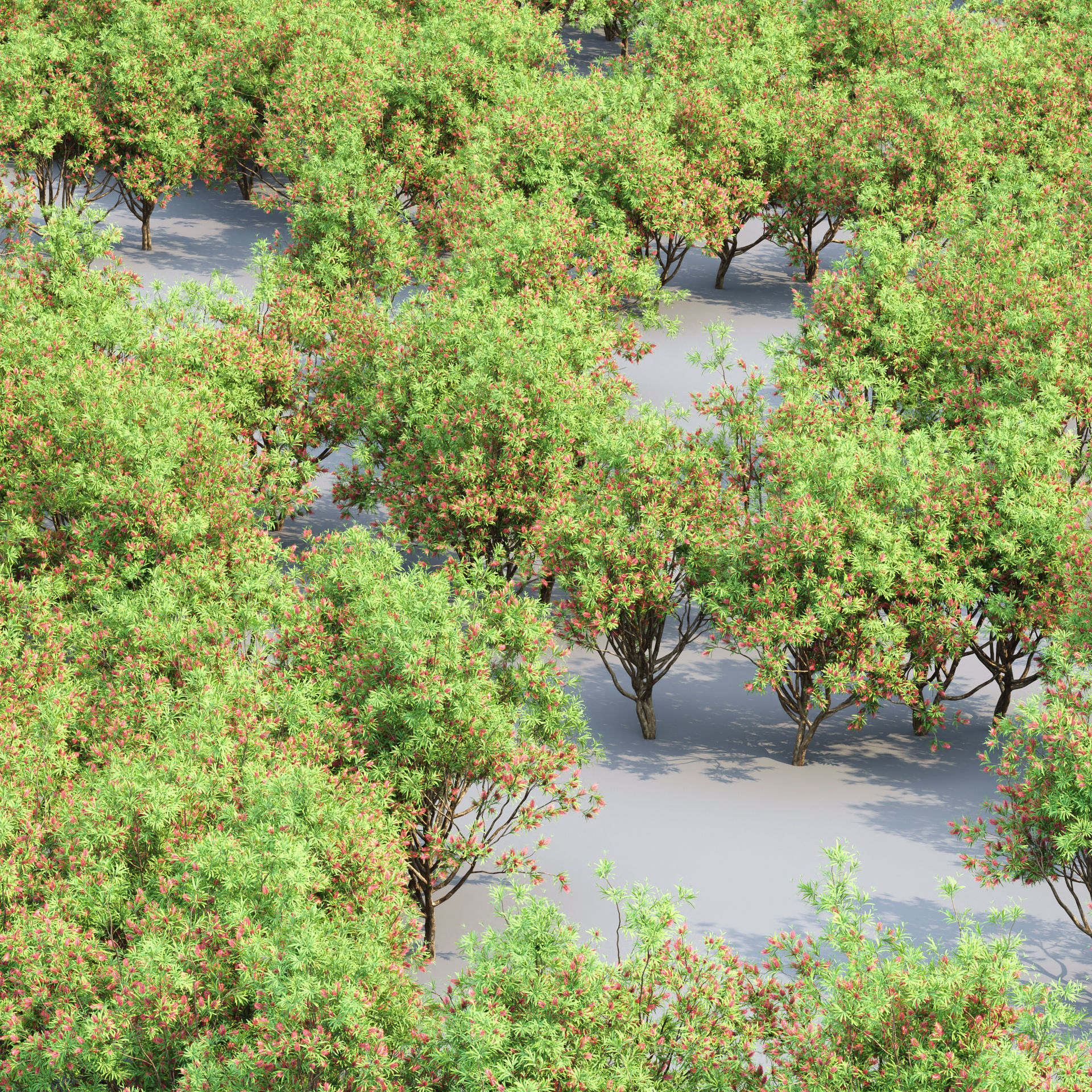 Bottlebrush bush collection vol 48-Blender 3D model_8