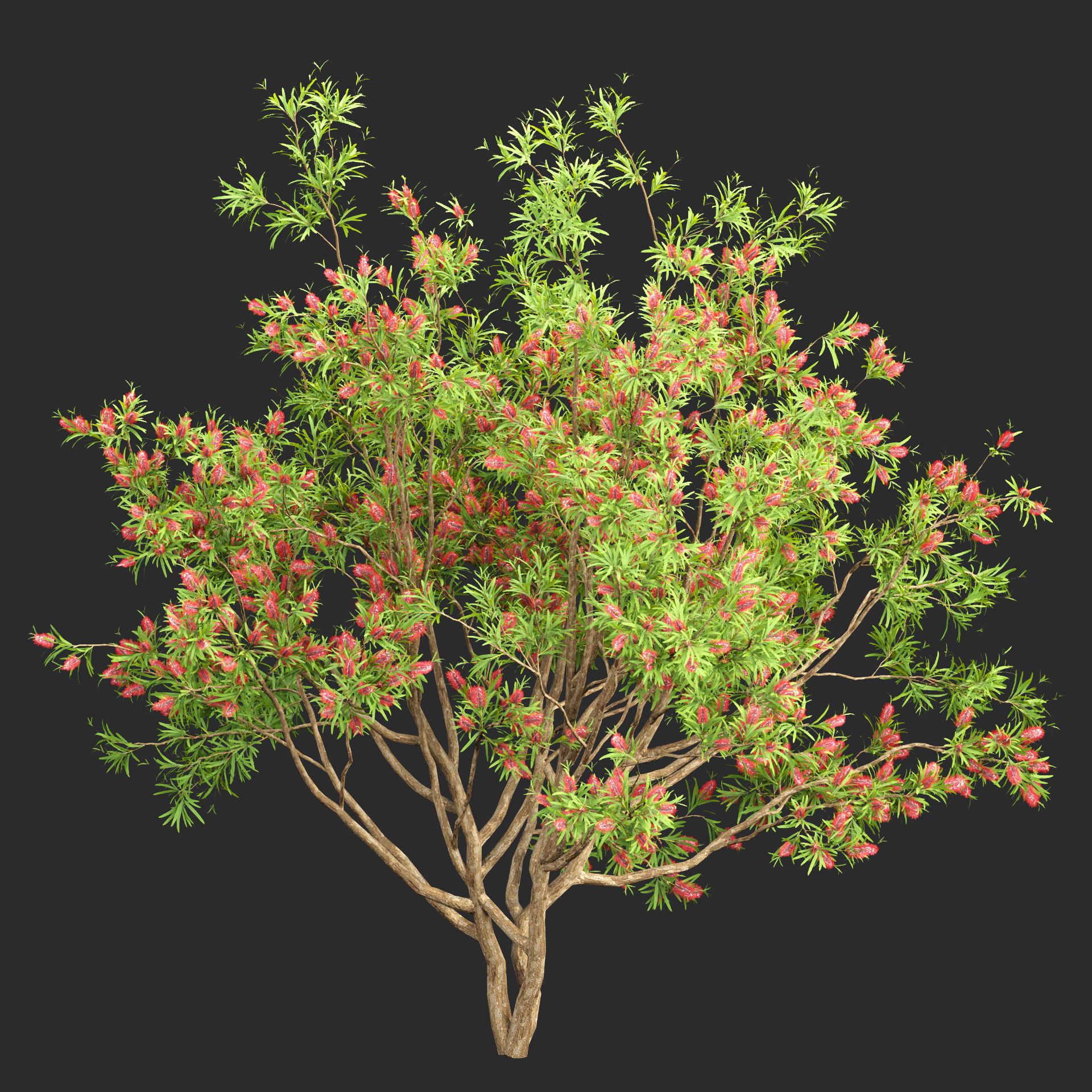 Bottlebrush bush collection vol 48-Blender 3D model_5