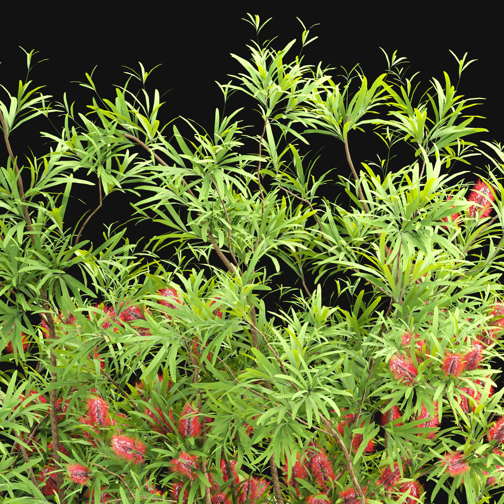 Bottlebrush bush collection vol 48-Blender 3D model_9