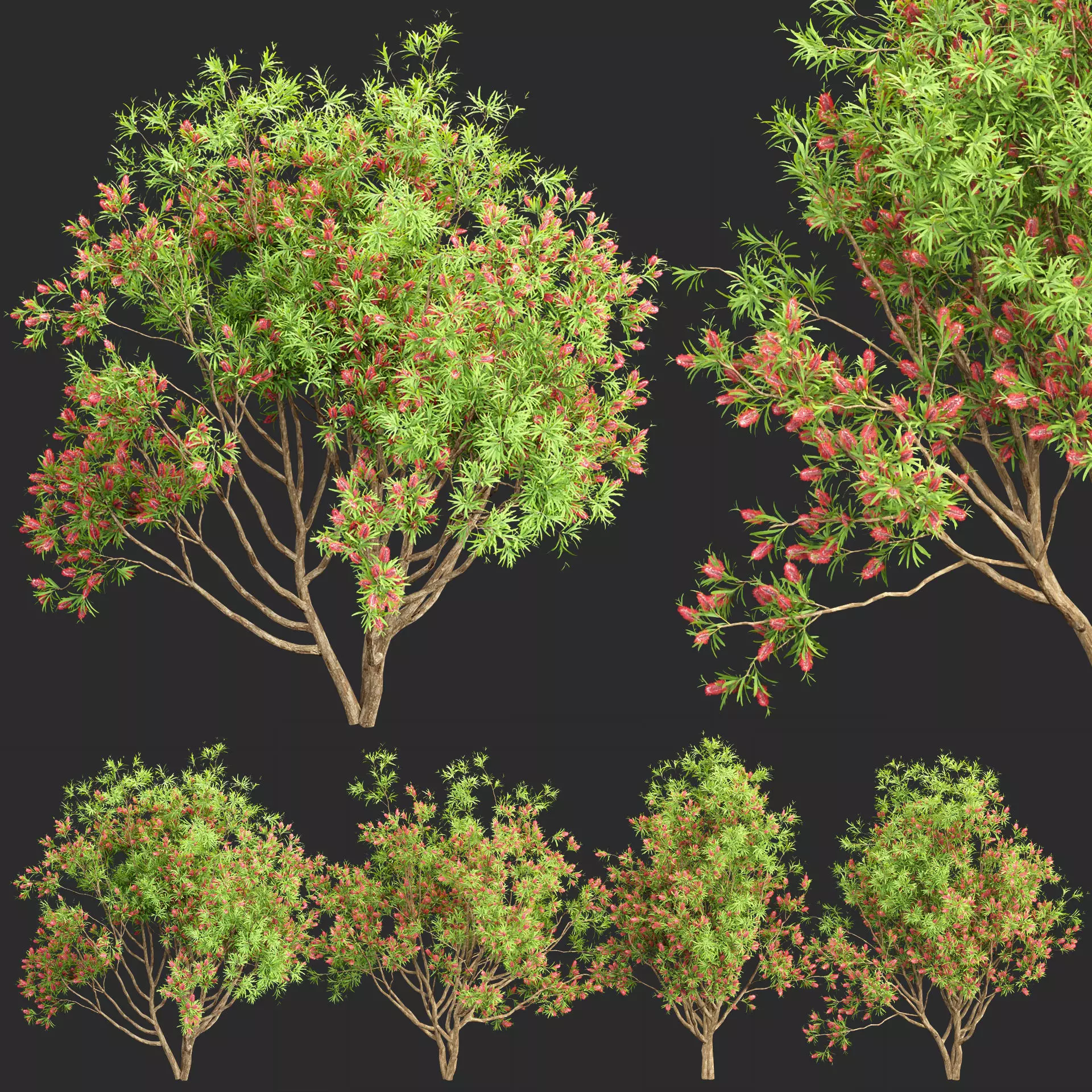 Bottlebrush bush collection vol 48-Blender 3D model_0