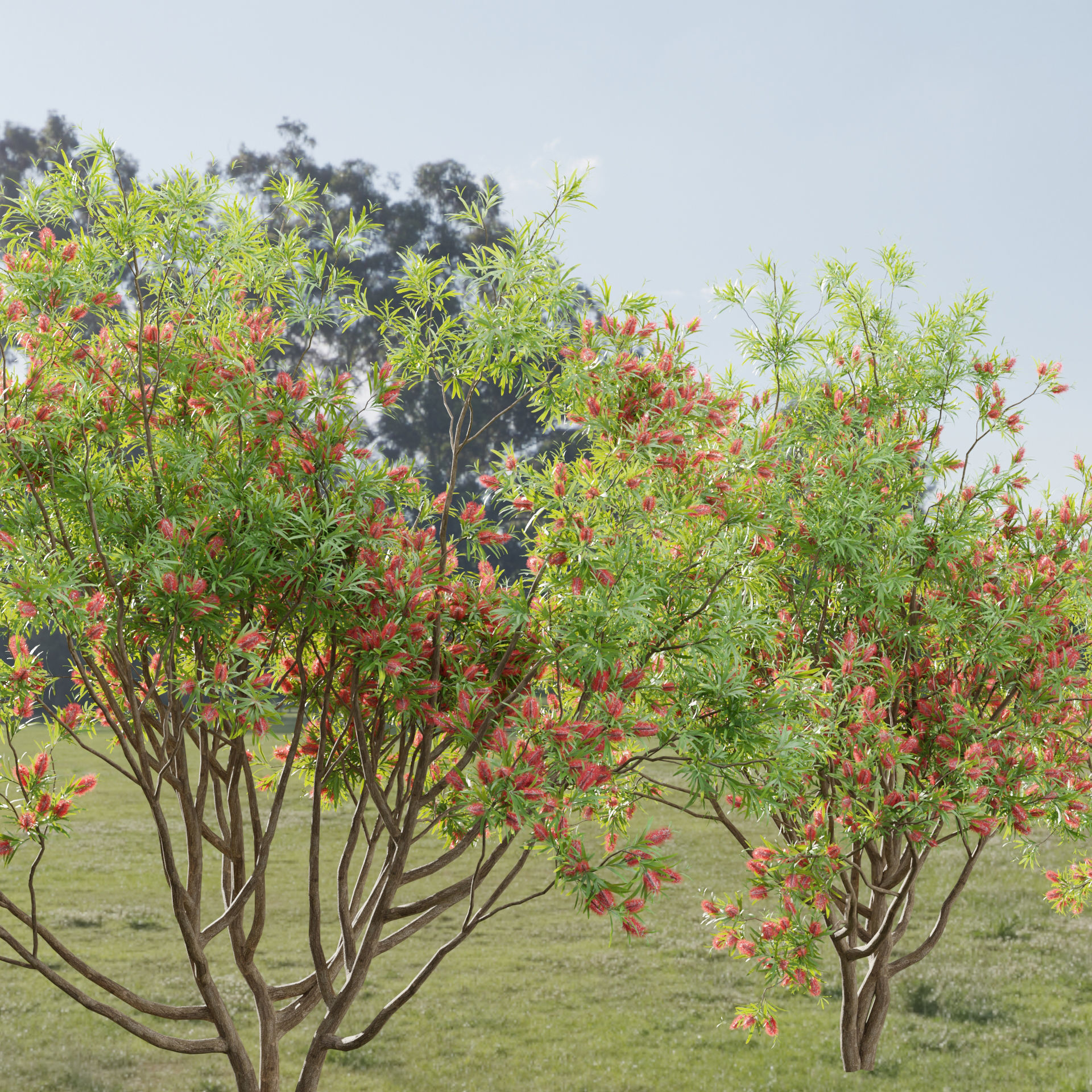 Bottlebrush bush collection vol 48-Blender 3D model_1
