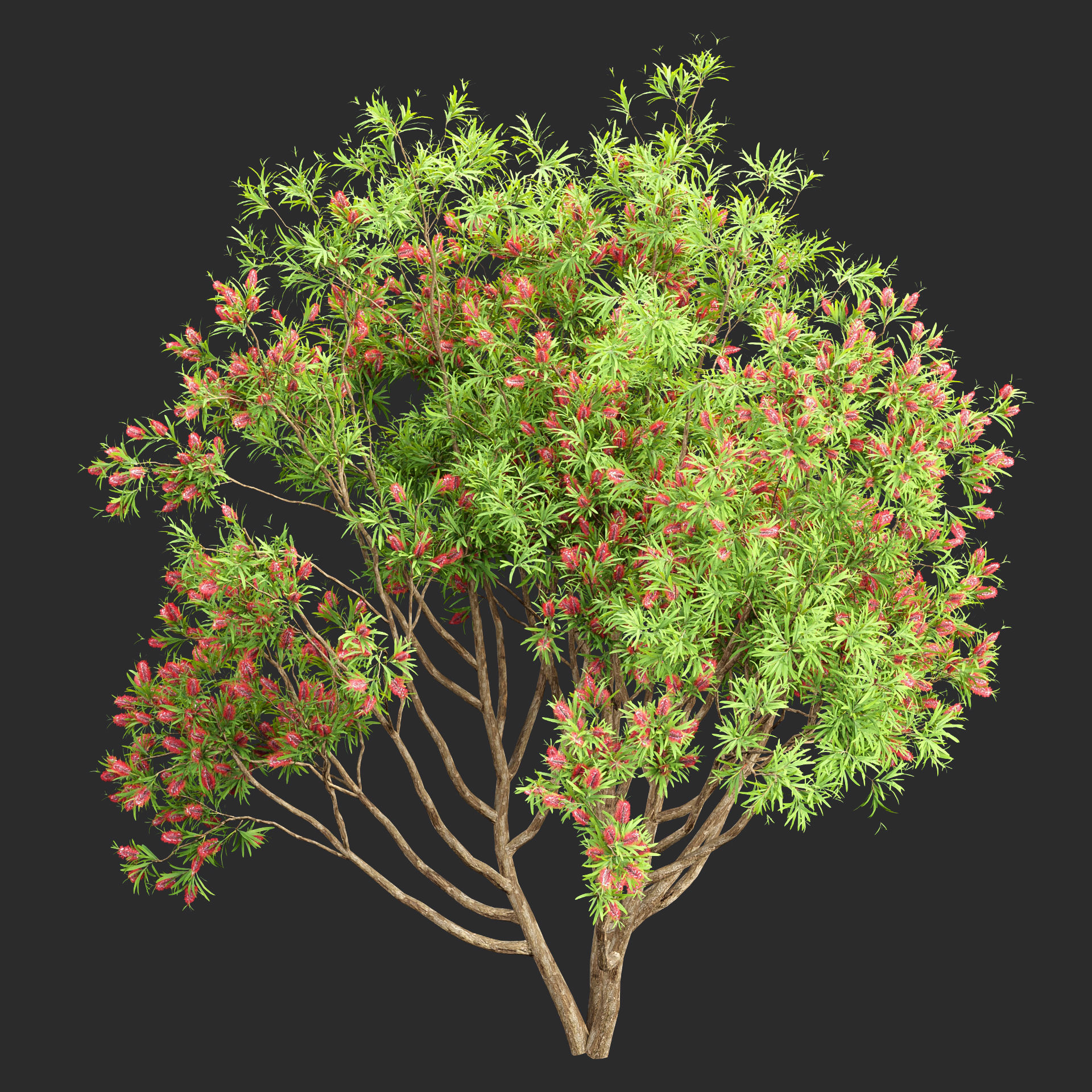 Bottlebrush bush collection vol 48-Blender 3D model_4