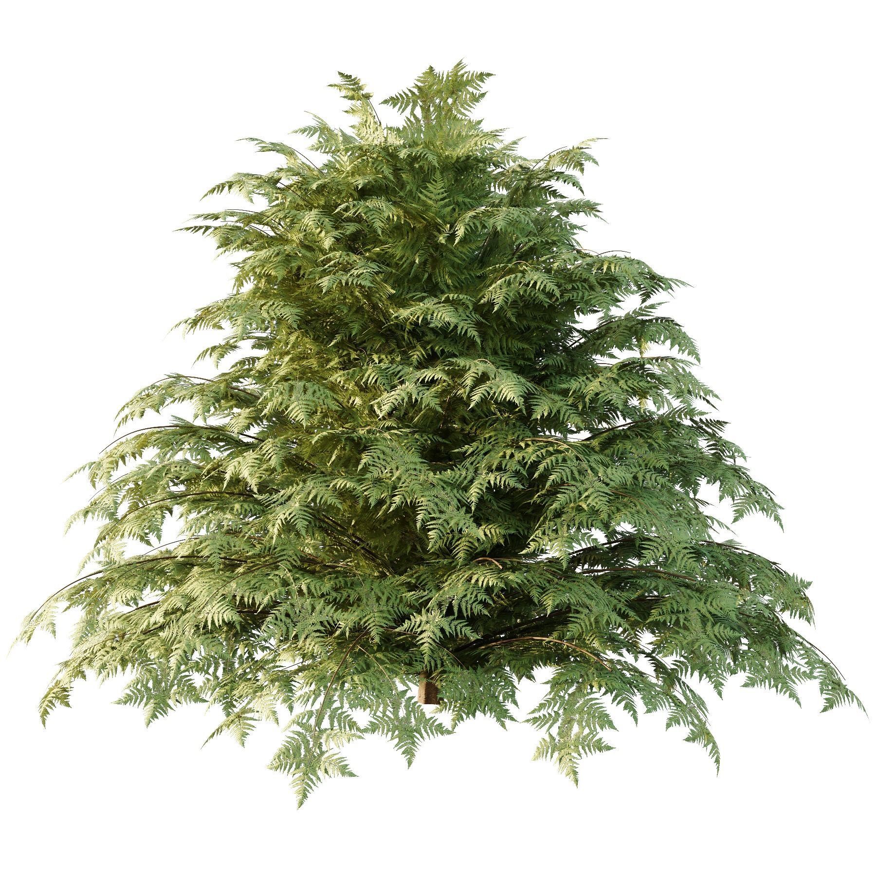 Cypress Bush 03 3D model_2