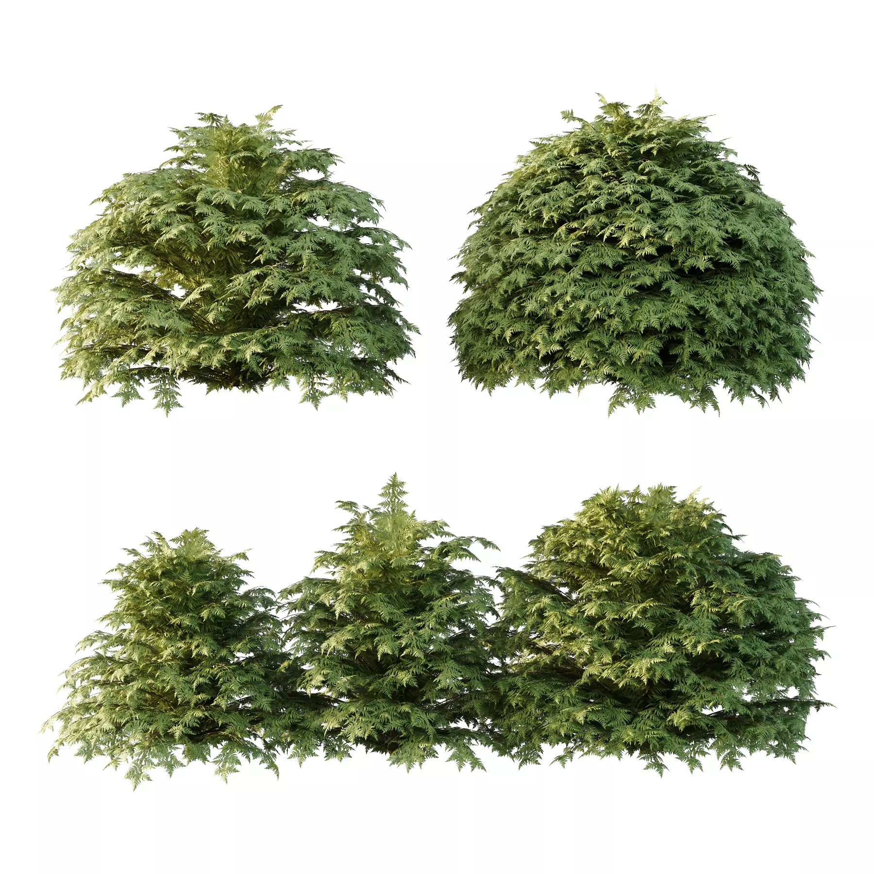 Cypress Bush 03 3D model_0