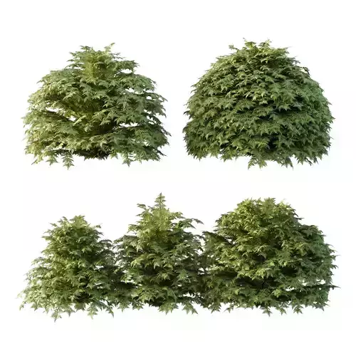 Cypress Bush 03 3D model