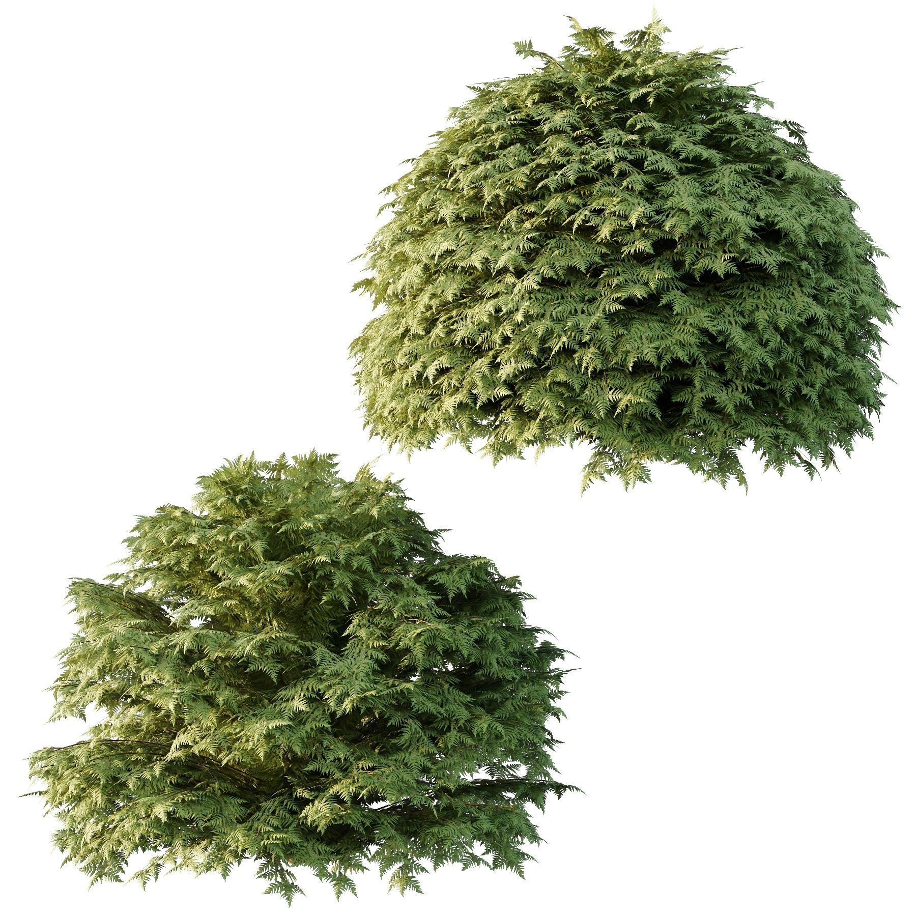 Cypress Bush 03 3D model_4