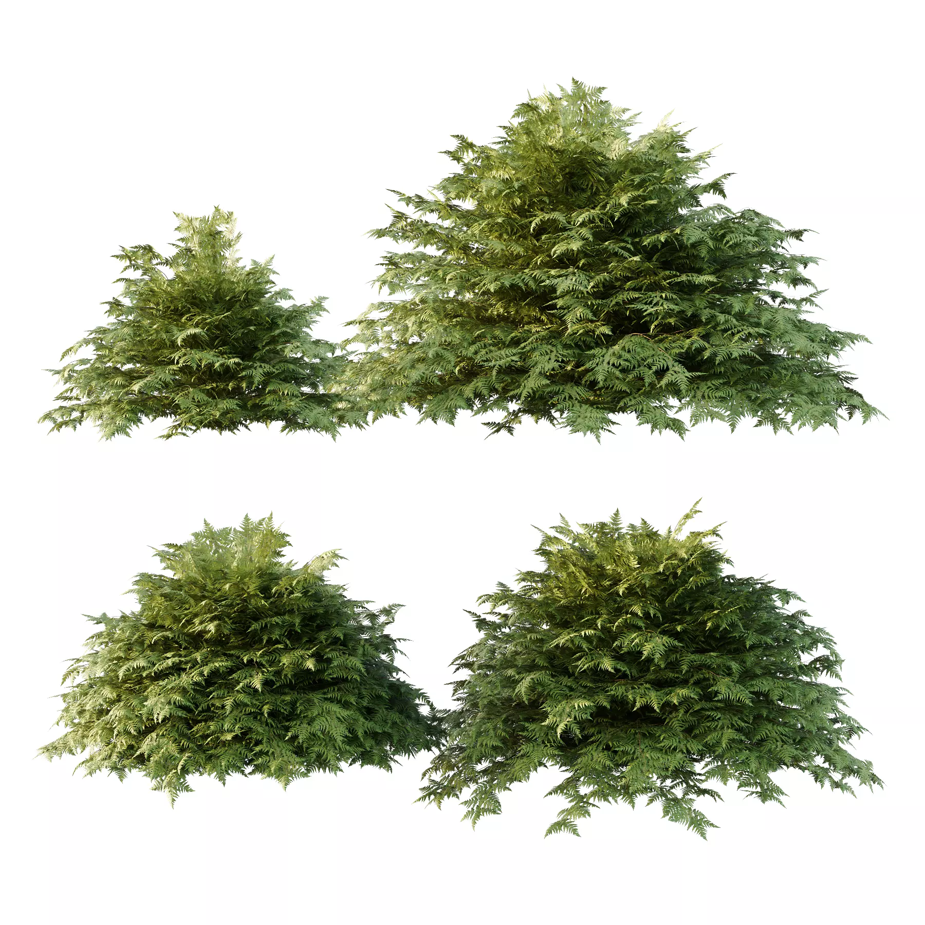 Cypress Bush 01 3D model_0