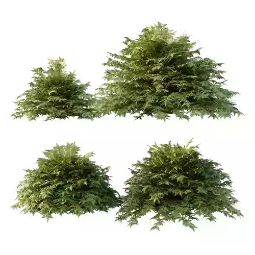 Cypress Bush 01 3D model