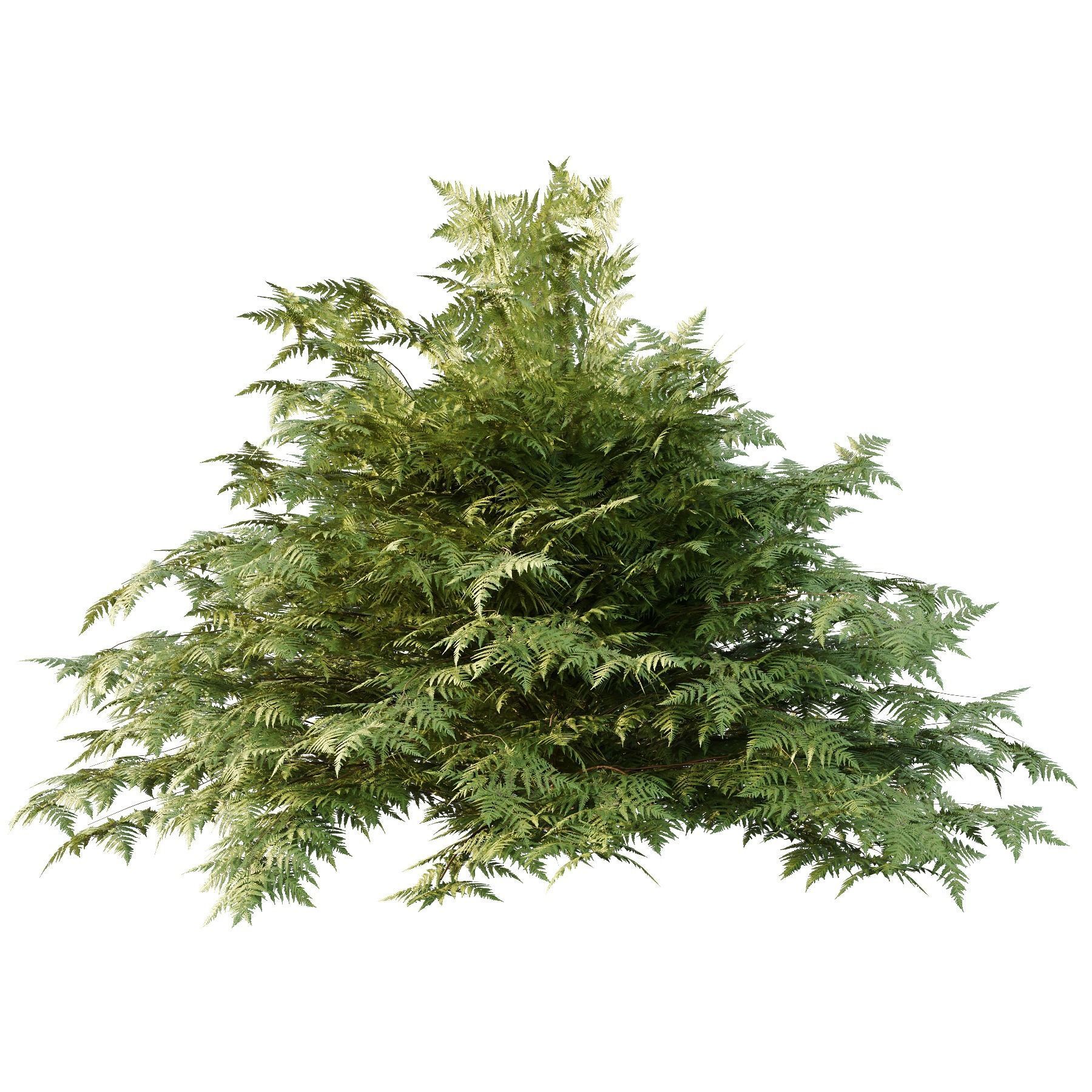 Cypress Bush 01 3D model_2