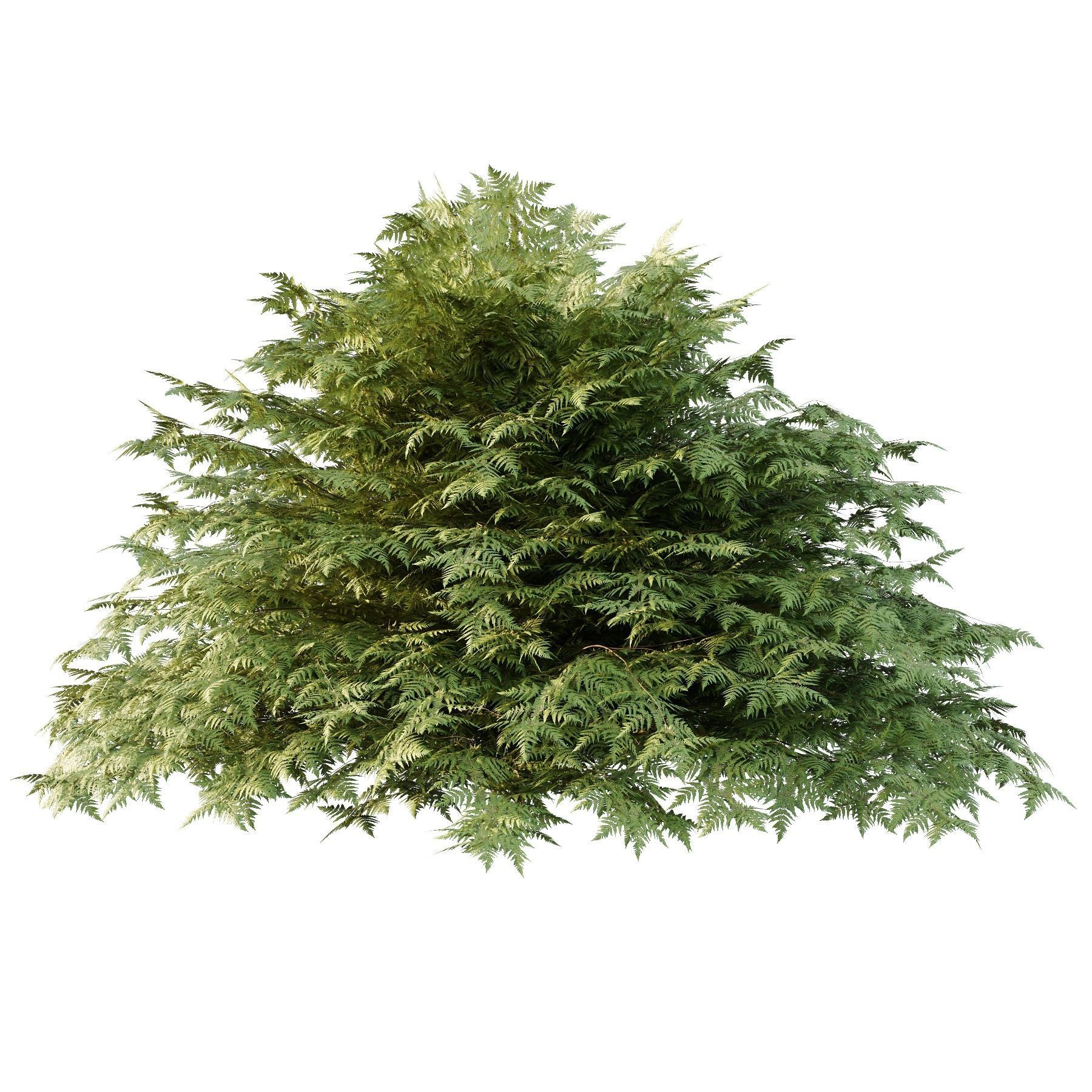 Cypress Bush 01 3D model_4